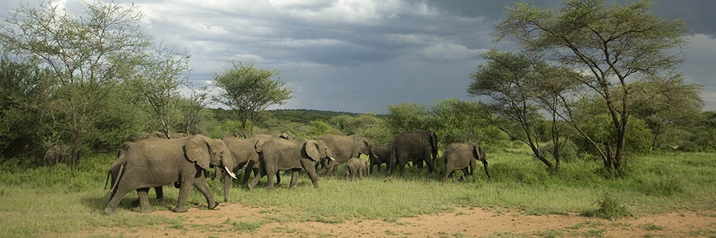 Goedkope-safari-Afrika10