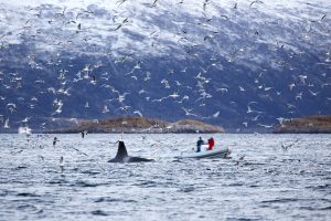 Beste-bestemmingen-om-walvissen-te-zien-4