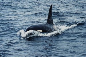 Beste-bestemmingen-om-walvissen-te-zien-2
