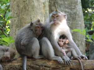 Mini reisgids en reistips Bali Indonesie Ubud Monkey Forest