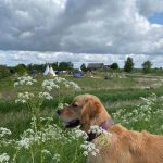 Slapen op onbewoond eiland Tiengemeten in Nederland 13